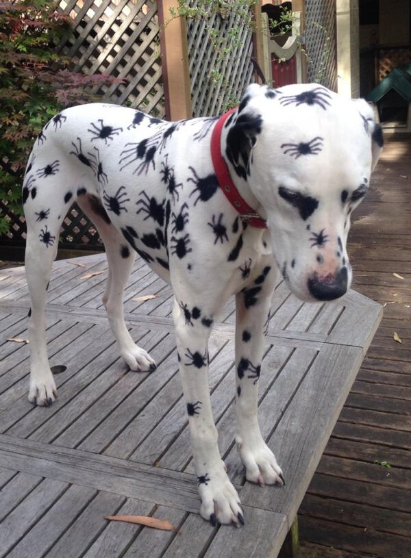Spider Dot Dalmatian dog is always ready for Halloween.