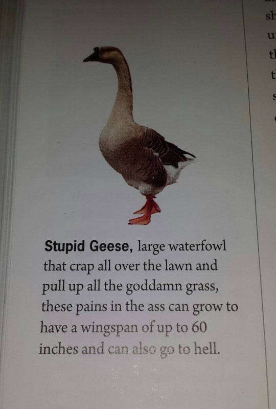 Stupid geese.
