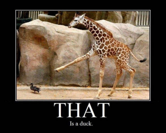 That is a duck.