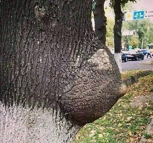 The Boobie Tree