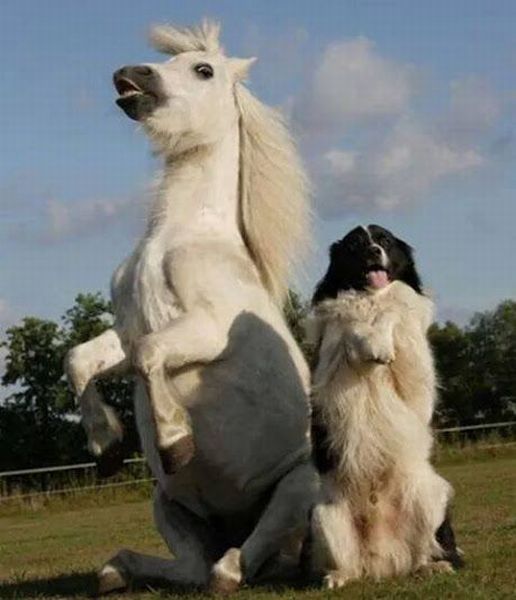 The horse that thinks it is a dog.