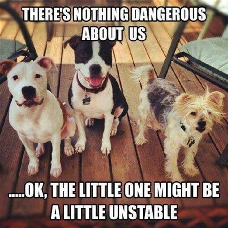 There's nothing dangerous about these dogs. Except maybe the little one.