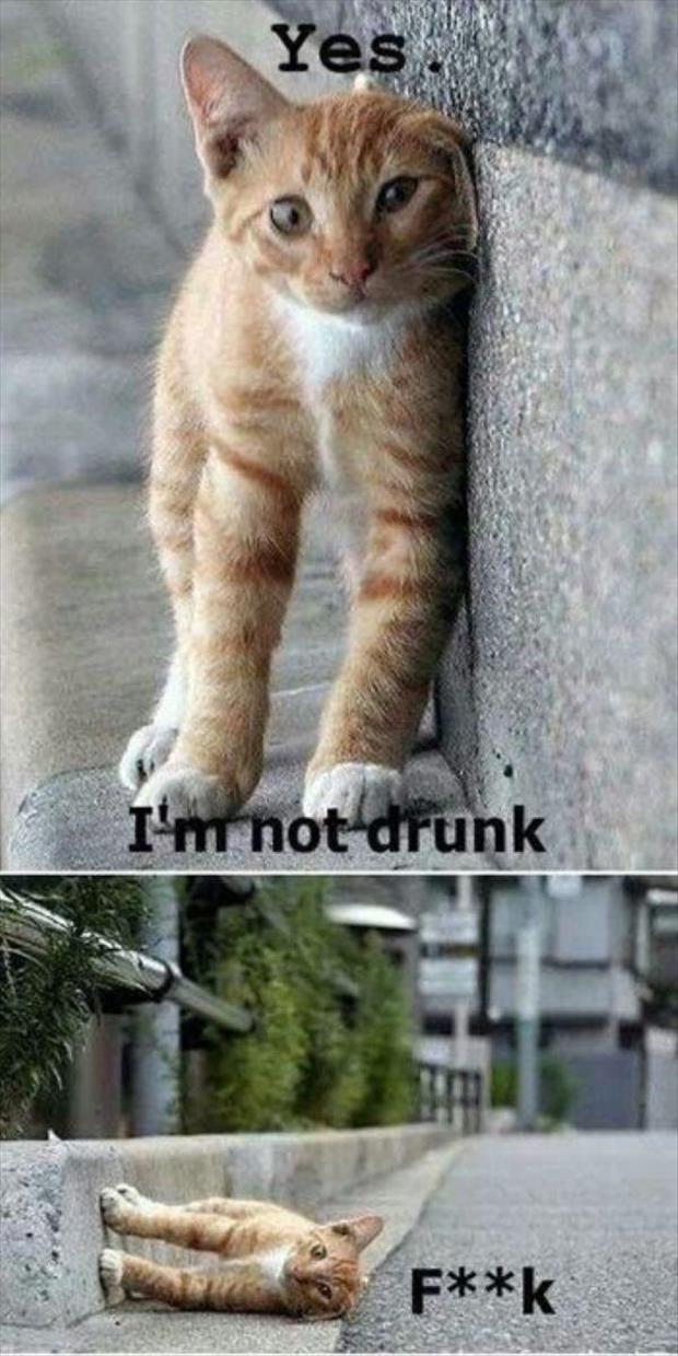 This cat is not drunk.
