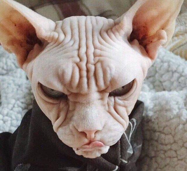 This cat isn't just grumpy, it's downright evil.