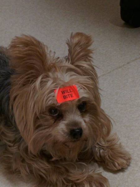 This dog comes with a warning label.