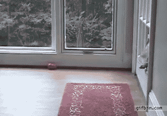This Dog Has A Hard Time Getting Through An Under Sized Doggy Door.