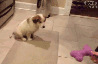 This Young Dog Is Still Learning The Concept Of Catch.
