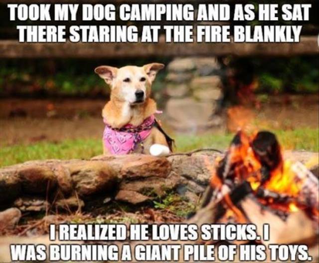 Took my dog camping and he sat there staring at the campfire.