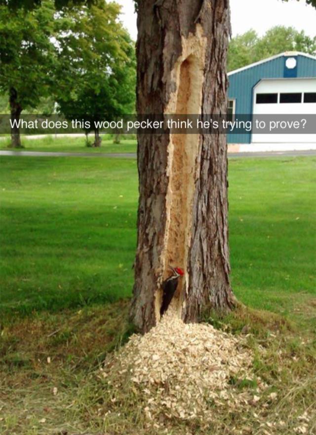 What does this woodpecker think he's trying to prove?