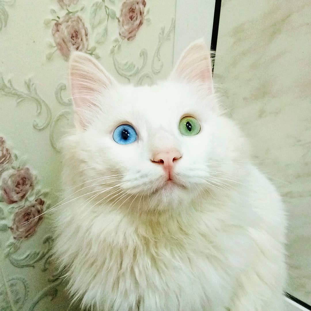 When you wish you had blue or green eyes and your cat has both.