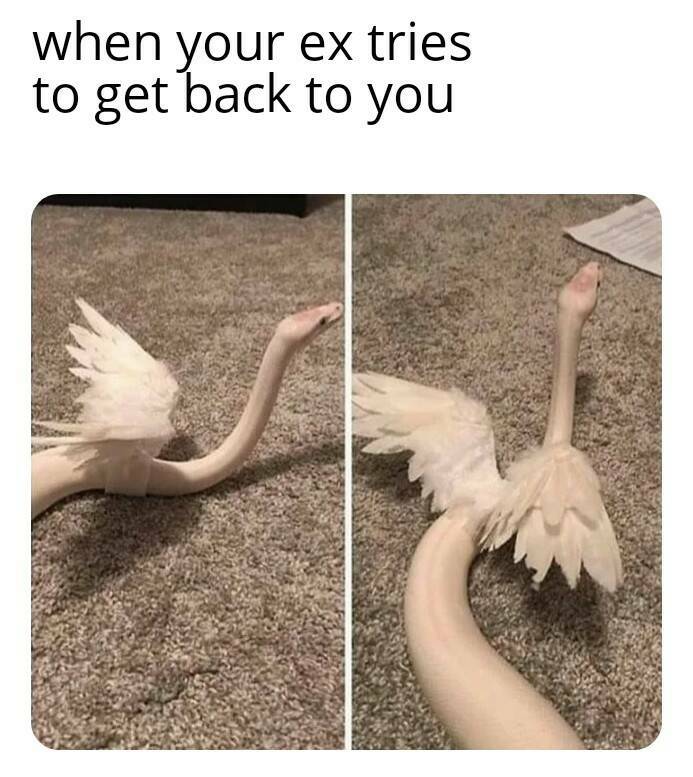 When your ex tries to get back with you.