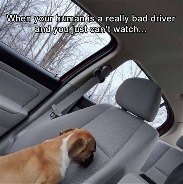 When your human is a really bad driver.